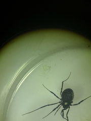 Nemastoma bimaculatum