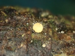Mycena brunneisetosa