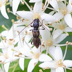 Molorchus bimaculatus