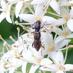Molorchus bimaculatus