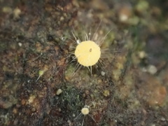 Mycena brunneisetosa
