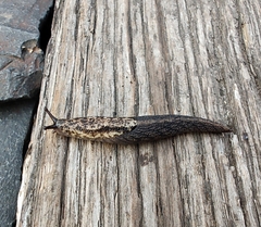 Prophysaon andersonii