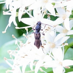 Molorchus bimaculatus