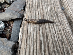 Prophysaon andersonii