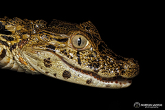 Broad-Snouted Caiman photo 4
