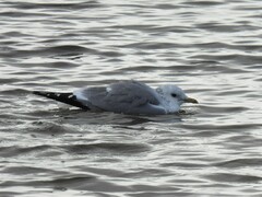 Larus canus canus
