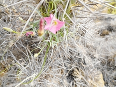 Convolvulus chilensis