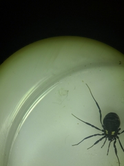 Nemastoma bimaculatum