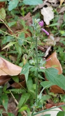 Dicliptera brachiata