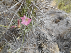 Convolvulus chilensis