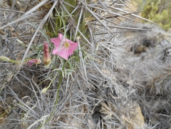 Convolvulus chilensis