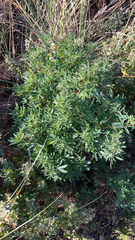 Lupinus arboreus