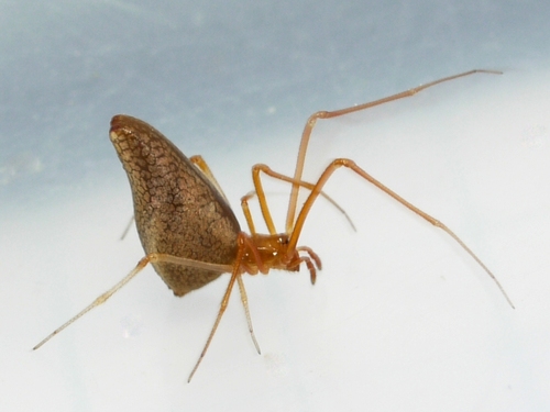 Horned Parasitic Cobweaver photo 3