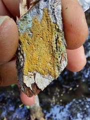 Xanthomendoza weberi