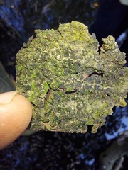 Melanohalea exasperatula