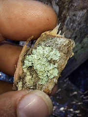 Parmeliopsis ambigua