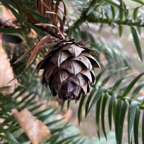 China-fir