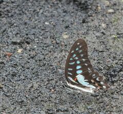 Graphium eurypylus