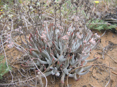Dudleya attenuata orcuttii
