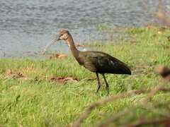 Plegadis chihi