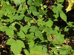 Toxicodendron radicans