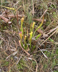 Sarracenia flava