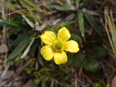 Ranunculus insignis