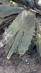 Agave salmiana