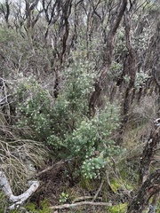 Leptecophylla oxycedrus