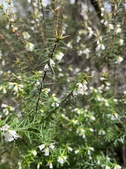 Leptecophylla oxycedrus