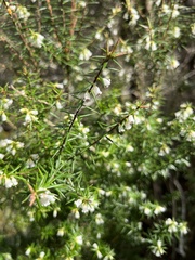 Leptecophylla oxycedrus