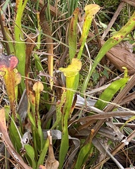 Sarracenia flava