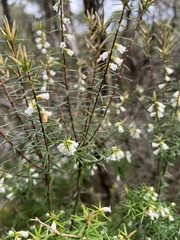 Leptecophylla oxycedrus
