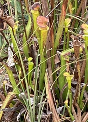Sarracenia flava