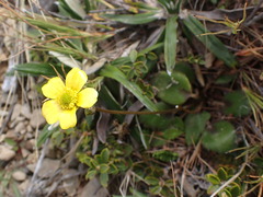 Ranunculus insignis