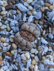 Lithops