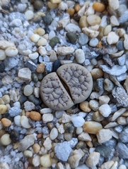 Lithops