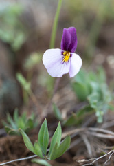 Viola trinervata