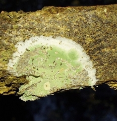 Cryptothecia striata