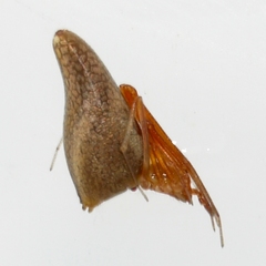 Neospintharus trigonum