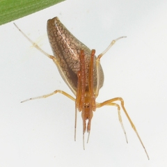 Neospintharus trigonum
