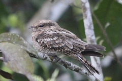 Hydropsalis climacocerca