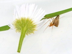 Neospintharus trigonum