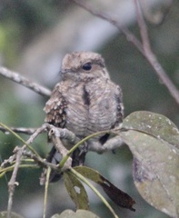 Hydropsalis climacocerca