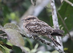 Hydropsalis climacocerca