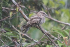 Hydropsalis climacocerca