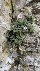 Erodium foetidum