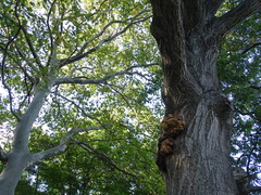Inonotus
