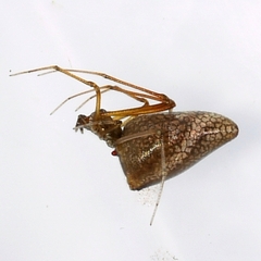 Neospintharus trigonum