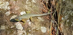 Tropidurus catalanensis